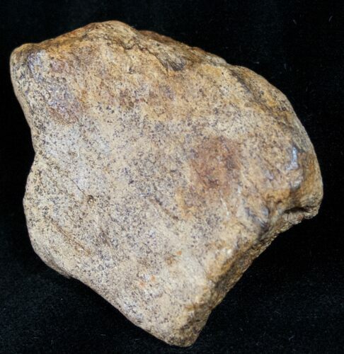 Triceratops Frill Shield Section - Montana #12424